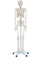 Squelette taille réelle | Equipements de Rééducation