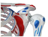 66fit Modèle anatomique squelette humain Taille réelle 170 cm : :  Commerce, Industrie et Science