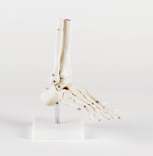 Articulation du pied - Taille réelle | Equipements de Rééducation