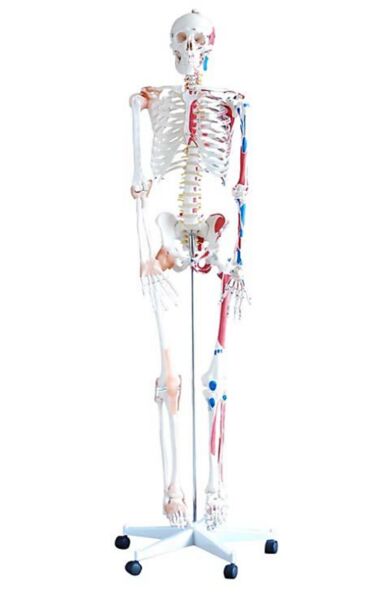 Squelette taille réelle Deluxe | Equipements de Rééducation